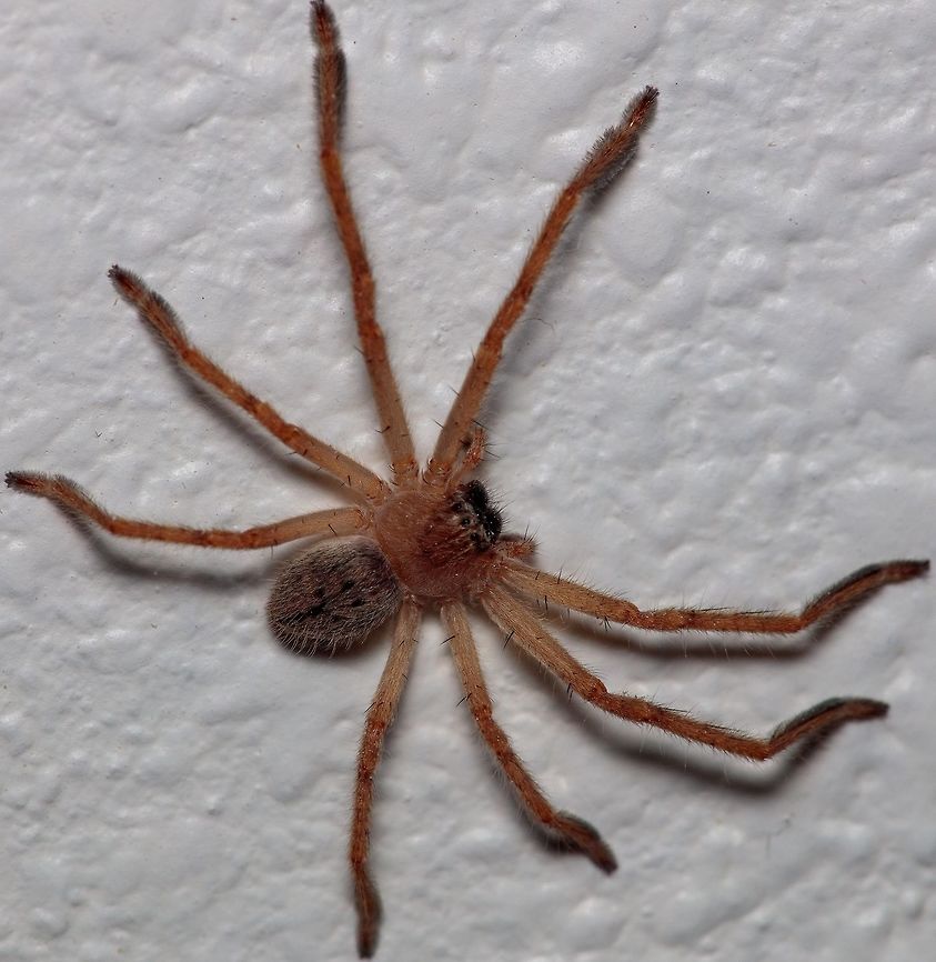 Giant Crab Spider (juvenile) If I would have known this was a species intro I would have captured this in a better environment and angle... There will be more! Geotagged,Olios giganteus,Summer,United States