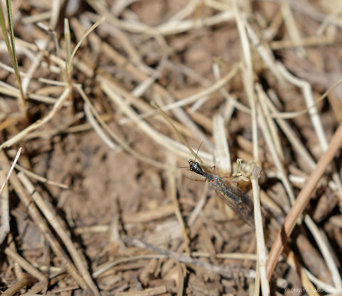 Agulla bicolor Snakefly Interesting little guy. Here is a second picture. Unfortunately I was not shooting for macro so this was the best I could do with a 400mm lens.

https://www.jungledragon.com/image/62950/agulla_bicolor_ii.html Agulla,Agulla bicolor,Geotagged,Raphidiidae,Raphidioptera,Snakefly,Spring,United States