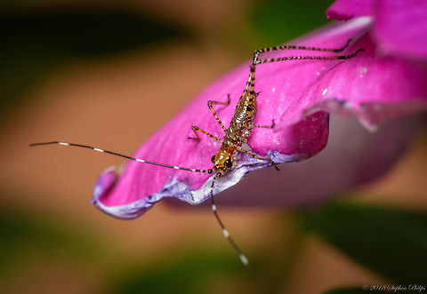 Katydid Nymph I am amazed this is a katydid nymph. Thanks for the great ID assist on this one. Geotagged,Scudderia mexicana,Summer,United States