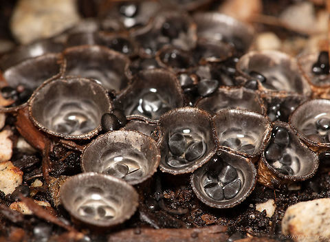 Cool Birds nest fungi Love these little guys. Crazy reproduction cycle. Crucibulum laeve,Geotagged,Summer,United States,fungi,summer