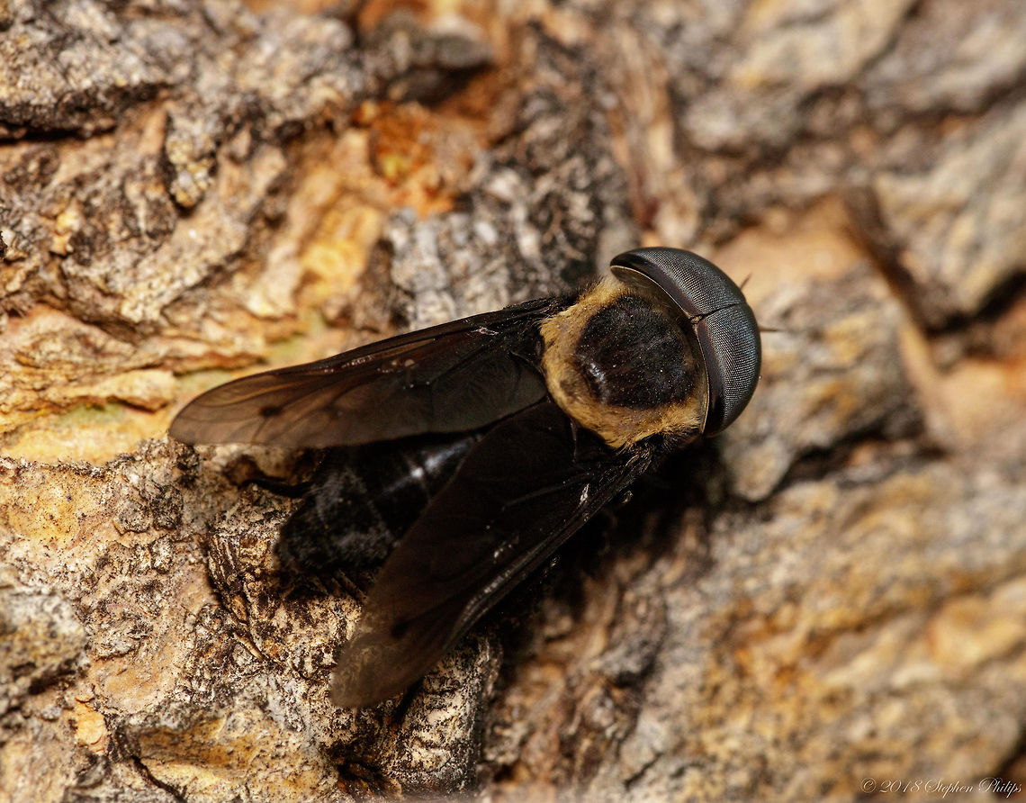 Horse Fly Thanks for the help with the ID Geotagged,Summer,Tabanus punctifer,United States