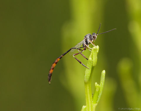 Thread-Waisted Wasp This little guy appeared harmless as I picked it up on the tip of my finger to reposition it for the shot. Ammophila aberti,Geotagged,Summer,United States,aberti