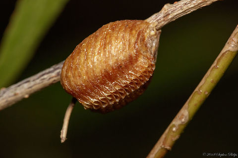 Egg sac I hope to take a picture of the hatching event. Will check on it everyday if possible.

Second day: actual hatchling poking out of the sack.

https://www.jungledragon.com/image/63029/egg_sack_with_hatchling.html Carolina Mantis,Geotagged,Stagmomantis carolina,Summer,United States,ootheca