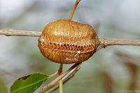 Egg sack with hatchling I went back to this location today and actually spotted a young mantis peaking out of the sack. I will go back tomorrow to see if I can find more interested in taking portraits. Carolina Mantis,Geotagged,Stagmomantis carolina,Summer,United States