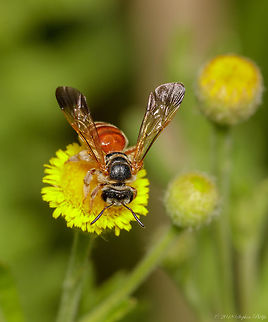 Desert Pollinator Honey bee pollinating next to a water retention area that helps keep flora alive during droughts.  Apis mellifera,Geotagged,Summer,United States,Western honey bee
