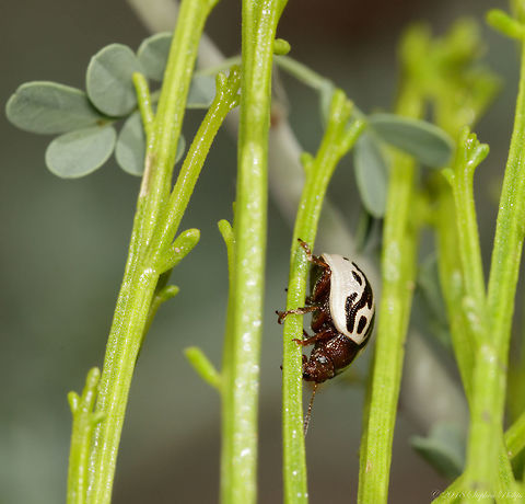 Ambrosia leaf beetle