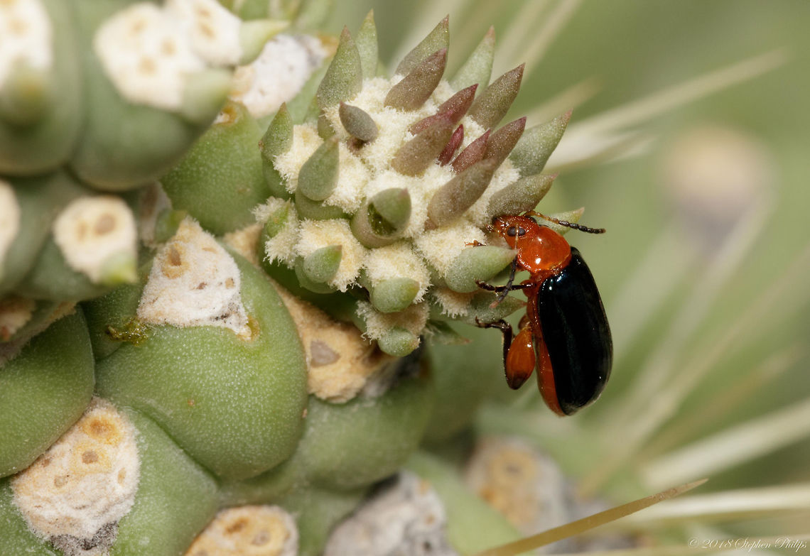 Shiny Flea Beetle  Asphaera lustrans,Geotagged,Summer,United States