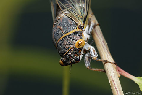 Apache Cicada Nice find while searching in the brush for spiders. Diceroprocta apache,Geotagged,Summer,United States