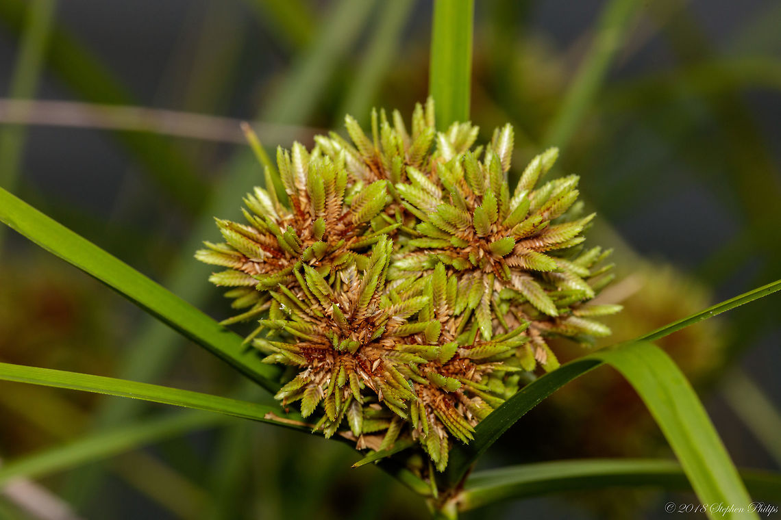 Sedge Not sure how this plant was introduced where it was found. Remote area around a manmade pond so one can assume it was planted for erosion control but why this plant... ??? Cyperus difformis,Geotagged,Summer,United States