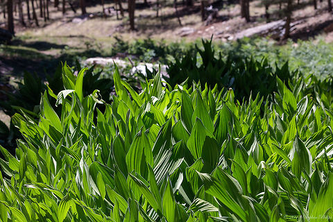 Western Skunk Cabbage?  Eastern skunk cabbage,Geotagged,Spring,Symplocarpus foetidus,United States