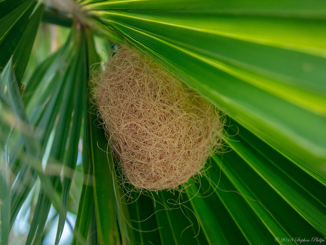 Hooded Oriole nest Very cool how this bird uses only one type of material to build its nest. It is actually strung up like a hammock on the palm fan. Super cool to look at and study how it was made and suspended against the palm. Geotagged,Summer,United States,nest,oriole,summer