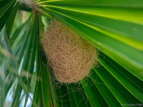 Hooded Oriole nest Very cool how this bird uses only one type of material to build its nest. It is actually strung up like a hammock on the palm fan. Super cool to look at and study how it was made and suspended against the palm. Geotagged,Summer,United States,nest,oriole,summer