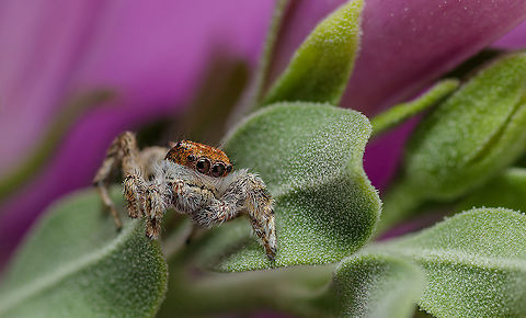 I AM FALLING IN LOVE I have not decided how I am going to get better at snapping these guys (gals in this case) yet but I have definitely caught the jumping spider photography bug! Pun intended... These are spectacular
 Geotagged,Habronattus pugilis,Habronattus pugillis,Summer,United States