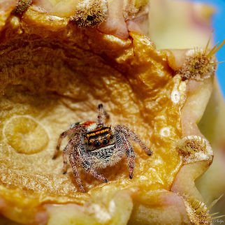 Phidippus arizonensis https://www.jungledragon.com/image/63398/abdomen.html Geotagged,Phidippus arizonensis,Summer,United States