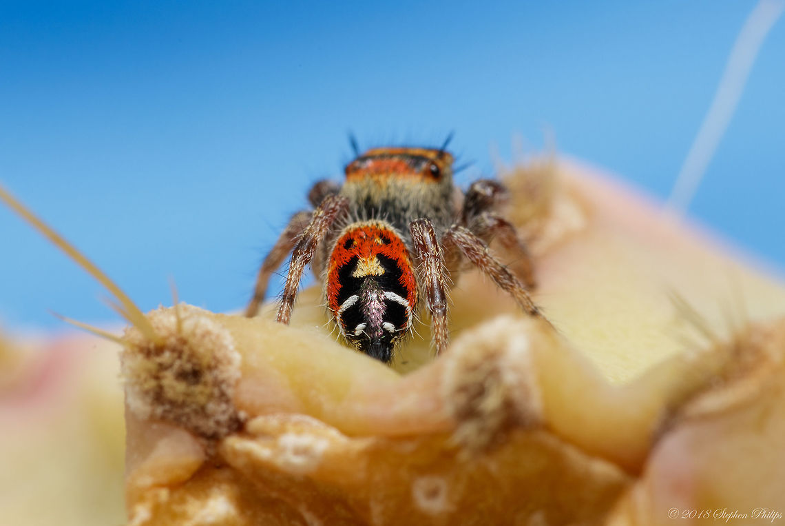 Abdomen  Geotagged,Phidippus arizonensis,Summer,United States