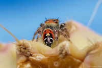 Abdomen Geotagged,Phidippus arizonensis,Summer,United States
