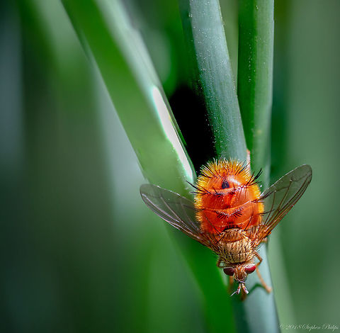 Tachinid Fly A very cool fly found near a pond at 3,000m in the White Mountains of Arizona.

https://www.jungledragon.com/image/64215/tachinid_stack.html Adejeania vexatrix,Geotagged,Hystricia abrupta,Summer,United States,abrupta