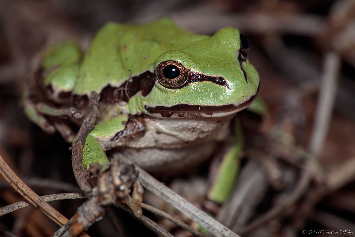 Tree Frog I was amazed and pleased when my labrador found this tree frog on the forest floor high in the Arizona mountains at 3,000m. Of course he wouldn't even hurt a flea... Geotagged,Hyla wrightorum,Summer,United States
