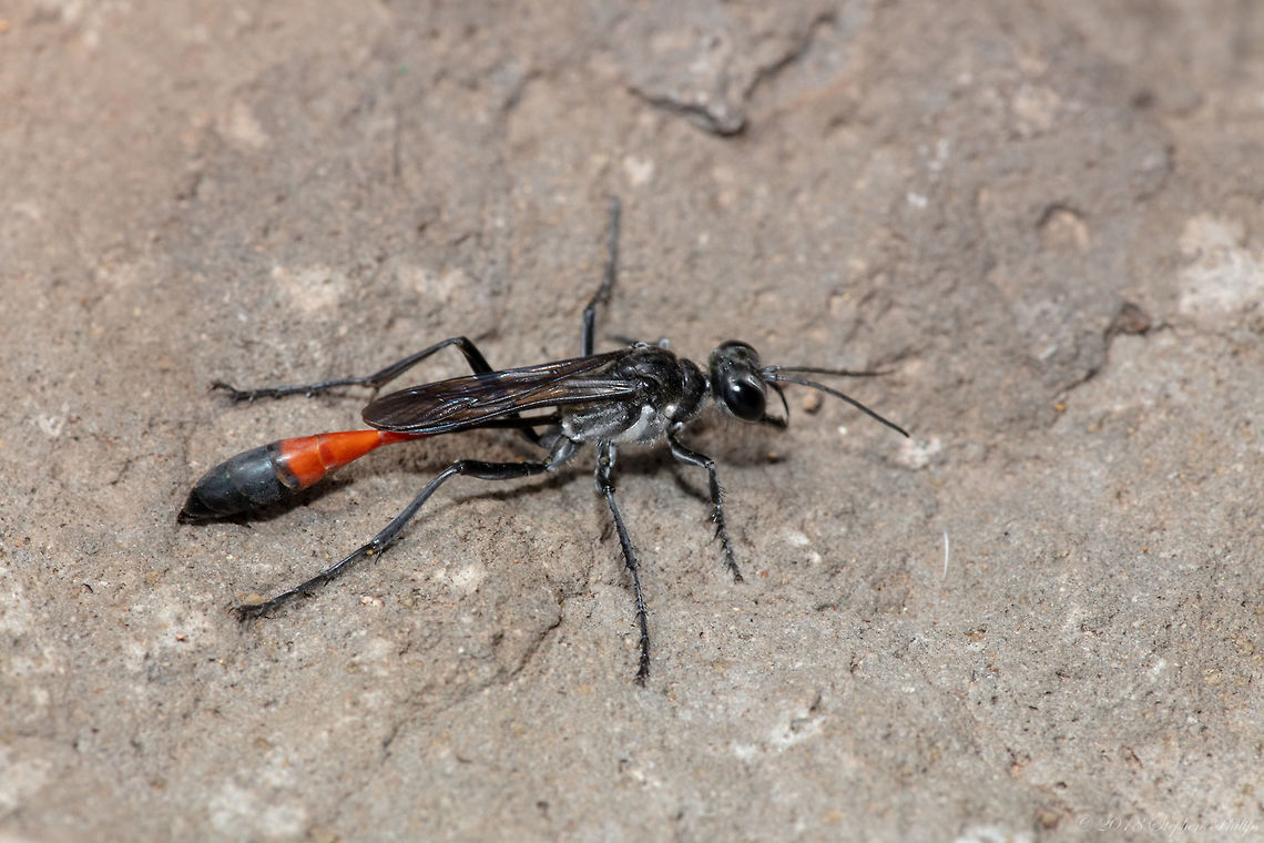 Thread Waisted Wasp Male. Average length 22.5 mm., range: 15-31 mm. <br />
<br />
Color. Black; petiole black or petiole tergite with various degrees of reddening (eastern United States to Rocky Mountains), petiole tergite laterally red, black dorsally (Rocky Mountains to Pacific Coast, petiole sternite sometimes red in Arizona); gastral segment I mostly red, tergite black medially (eastern United States to Rocky Mountains), gastral segments I-II red, tergites with median black spots, tergites III-V laterally and sternites III-V frequently red (Rocky Mountains to Pacific Coast); wings clear or slightly infumate, veins black. <br />
<br />
Vestiture. Gena with appressed silver hair along outer orbit (western United States); anterior vertical face of collar frequently with appressed silver hair, collar frequently with a transverse patch of appressed silver hair posteromedially; pronotal side without appressed silver hair; scutal. furrows and peritreme with appressed silver hair; mesopleuron with a band of appressed silver hair along mesopleural suture from base of midcoxa to bottom of hypoepimeral area; inferior metapleural area with a narrower band of silver hair along metapleural sulcus from base of hind coxa to about half the distance to superior metapleural pit; erect head hair black (eastern United States) or pale with occasional black hairs on vertex (western United States), or black and pale mixed in zones of overlap. <br />
<br />
Structure. Flagellomere I longer than II (59:41), length of flagellomere I less than least interocular distance (59:68); collar in lateral view as in figure 68, dorsal view, figure 69, collar with numerous strong ridges which are continuous over pronotal side, interspaces shining, impunctate to moderately punctate; mesopleuron moderately to densely macropunctate, interspaces smooth to rugose, often punctatorugose or punctatostriate anteriorly; inferior metapleural area moderately to densely macropunctate, interspaces usually rugose; propodeal side vertically rugosopunctate or punctatostriate; metapleural flange lamellate, nearly as broad to broader than peritreme, outer margin arcuate (figs. 60-61); mesosternal area behind anterior coxae frequently with a pair of angular prominences; right penis valve as in figure 112. <br />
<br />
Female. Average length 29 mm., range: 20-35 mm. <br />
<br />
Color. As in male except gastral segment I usually completely red, remainder black (eastern United States), or gaster red with black spots on tergites II-IV (California), intermediate color forms in Great Basin region. <br />
<br />
Vestiture. Similar to male except gena more broadly silvery (western United States); psammophore black (eastern United States) or pale (Rocky Mountains to Pacific Coast). <br />
<br />
Structure. Labrum acuminate; clypeal disk moderately to strongly bulging, densely micropunctate, moderately macropunctate, median tree margin produced, teeth small but well developed; flagellomere I nearly twice length of II (78:44); inner orbits parallel or slightly converging above; pronotum about as in male but not as sharply rising from transverse line (fig. 74); mesosomal details as in male except scutal ridges sometimes obsolescent anteromedially and mesosternal region without angulate prominences. Ammophila procera,Geotagged,Summer,United States,procera