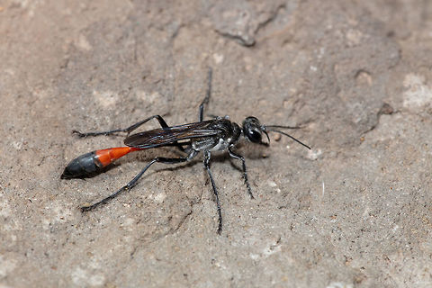 Thread Waisted Wasp Male. Average length 22.5 mm., range: 15-31 mm. 

Color. Black; petiole black or petiole tergite with various degrees of reddening (eastern United States to Rocky Mountains), petiole tergite laterally red, black dorsally (Rocky Mountains to Pacific Coast, petiole sternite sometimes red in Arizona); gastral segment I mostly red, tergite black medially (eastern United States to Rocky Mountains), gastral segments I-II red, tergites with median black spots, tergites III-V laterally and sternites III-V frequently red (Rocky Mountains to Pacific Coast); wings clear or slightly infumate, veins black. 

Vestiture. Gena with appressed silver hair along outer orbit (western United States); anterior vertical face of collar frequently with appressed silver hair, collar frequently with a transverse patch of appressed silver hair posteromedially; pronotal side without appressed silver hair; scutal. furrows and peritreme with appressed silver hair; mesopleuron with a band of appressed silver hair along mesopleural suture from base of midcoxa to bottom of hypoepimeral area; inferior metapleural area with a narrower band of silver hair along metapleural sulcus from base of hind coxa to about half the distance to superior metapleural pit; erect head hair black (eastern United States) or pale with occasional black hairs on vertex (western United States), or black and pale mixed in zones of overlap. 

Structure. Flagellomere I longer than II (59:41), length of flagellomere I less than least interocular distance (59:68); collar in lateral view as in figure 68, dorsal view, figure 69, collar with numerous strong ridges which are continuous over pronotal side, interspaces shining, impunctate to moderately punctate; mesopleuron moderately to densely macropunctate, interspaces smooth to rugose, often punctatorugose or punctatostriate anteriorly; inferior metapleural area moderately to densely macropunctate, interspaces usually rugose; propodeal side vertically rugosopunctate or punctatostriate; metapleural flange lamellate, nearly as broad to broader than peritreme, outer margin arcuate (figs. 60-61); mesosternal area behind anterior coxae frequently with a pair of angular prominences; right penis valve as in figure 112. 

Female. Average length 29 mm., range: 20-35 mm. 

Color. As in male except gastral segment I usually completely red, remainder black (eastern United States), or gaster red with black spots on tergites II-IV (California), intermediate color forms in Great Basin region. 

Vestiture. Similar to male except gena more broadly silvery (western United States); psammophore black (eastern United States) or pale (Rocky Mountains to Pacific Coast). 

Structure. Labrum acuminate; clypeal disk moderately to strongly bulging, densely micropunctate, moderately macropunctate, median tree margin produced, teeth small but well developed; flagellomere I nearly twice length of II (78:44); inner orbits parallel or slightly converging above; pronotum about as in male but not as sharply rising from transverse line (fig. 74); mesosomal details as in male except scutal ridges sometimes obsolescent anteromedially and mesosternal region without angulate prominences. Ammophila procera,Geotagged,Summer,United States,procera