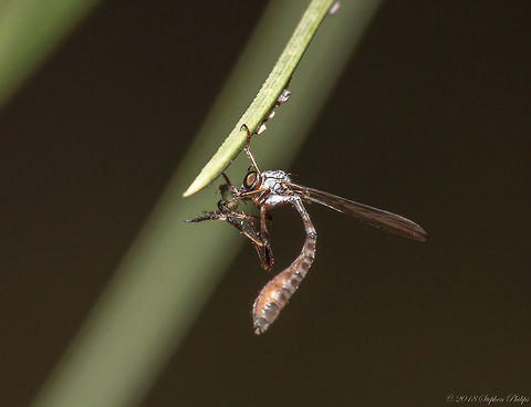 Leptogastrinae  Geotagged,Summer,United States