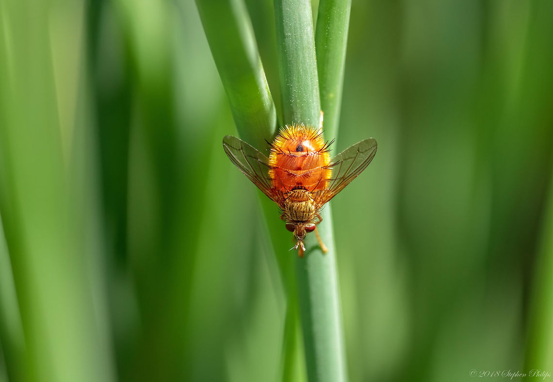 Tachinid Stack Redo for Ferdy... enjoy! Adejeania vexatrix,Geotagged,Hystricia abrupta,Summer,United States