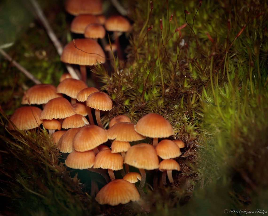 Family in hiding Mushrooms growing in a lush bed of moss... Geotagged,Summer,United States