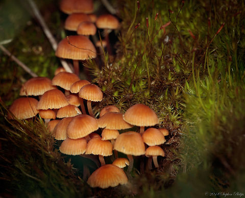 Family in hiding Mushrooms growing in a lush bed of moss... Geotagged,Summer,United States