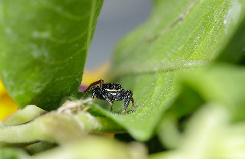 Formal Attire When I shot this guy I didn't know he was going to be black and white in the face. Pretty fun to see the details... Geotagged,Summer,United States