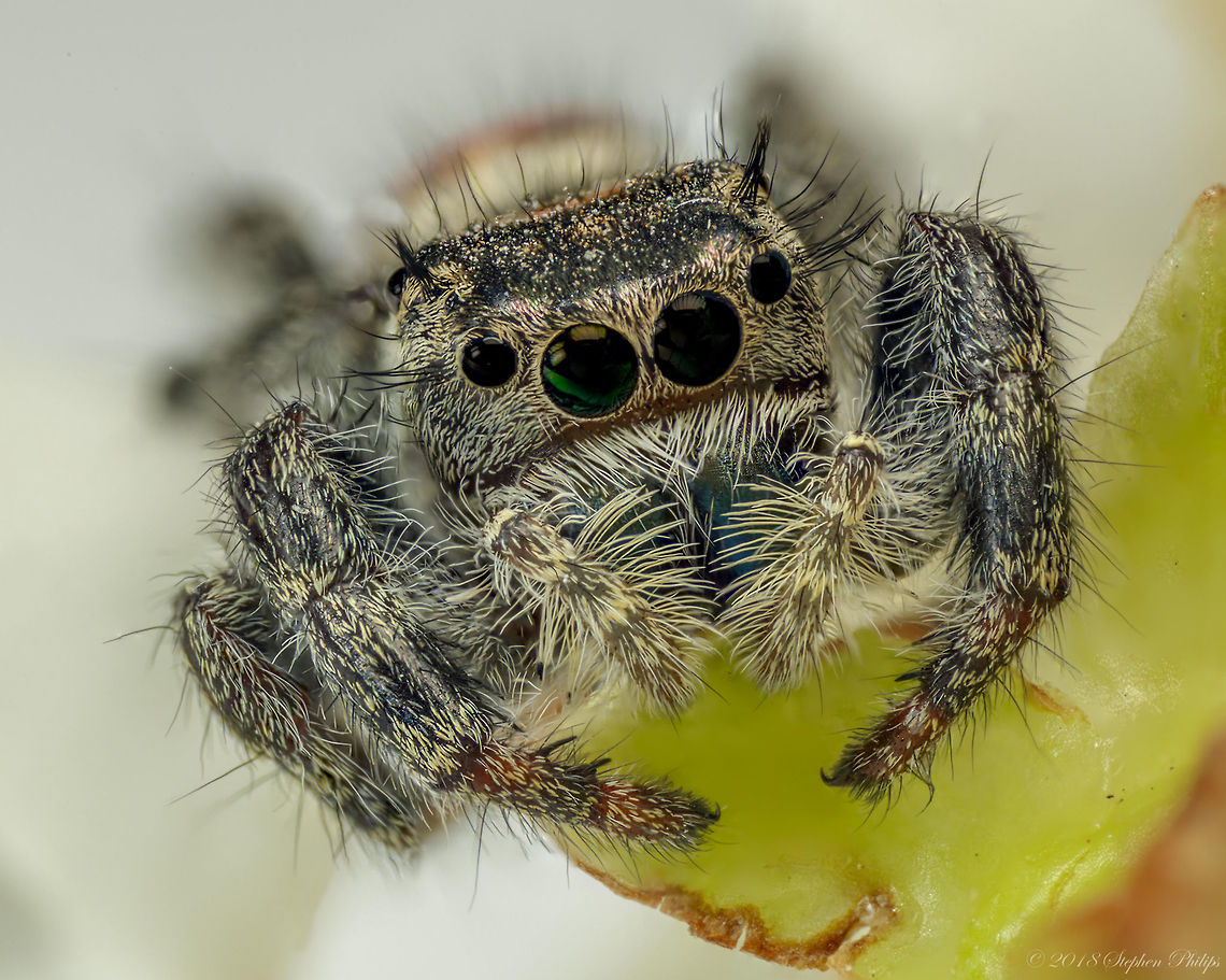 Reverse lens macro I This is the first shot reversing a pentax 28mm manual lens on my 5DSr with two 25mm extension tubes. Cosmophasis micarioides,Geotagged,Phidippus johnsoni,Red-backed jumping spider,Summer,United States