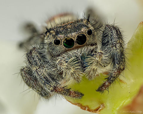 Reverse lens macro I This is the first shot reversing a pentax 28mm manual lens on my 5DSr with two 25mm extension tubes. Cosmophasis micarioides,Geotagged,Phidippus johnsoni,Red-backed jumping spider,Summer,United States