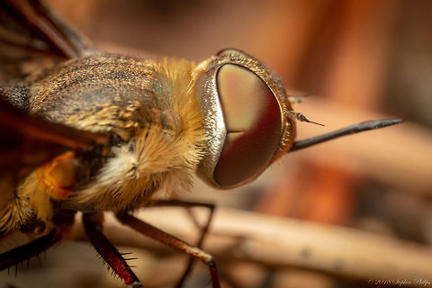 Not sure of species... Second shot with Pentax reversed on 5DSr Geotagged,Summer,United States