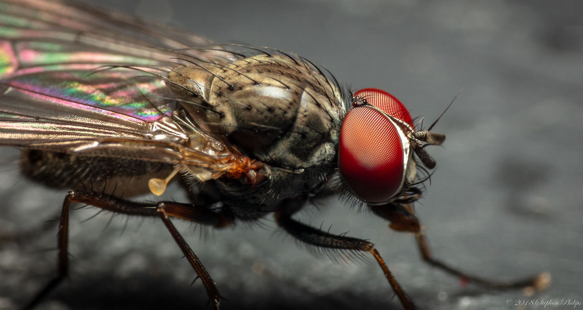 Flesh Fly Pentax reverse lens on C 5DSr test image. Geotagged,Sarcophaga crassipalpis,Summer,United States