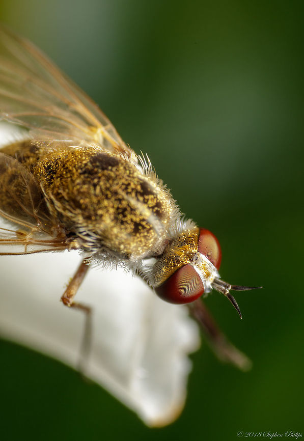 brown_fly-1 Another tiny fly which is a type of bee fly not identified yet Geotagged,Summer,United States