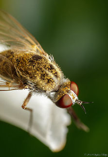 brown_fly-1 Another tiny fly which is a type of bee fly not identified yet Geotagged,Summer,United States