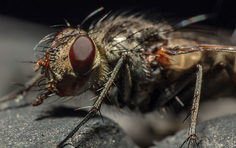 One ugly dude! This is simply a scary ugly fly that even its mother can't love... Common flesh fly,Geotagged,Sarcophaga carnaria,Summer,United States