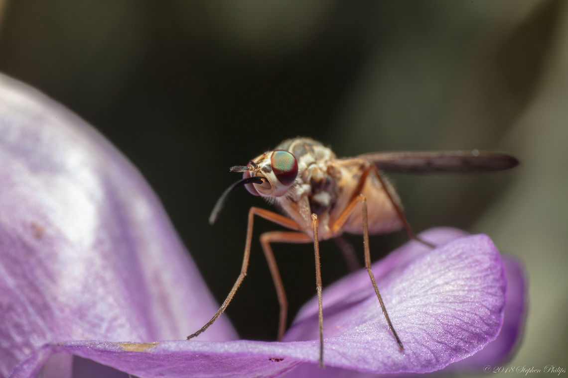 Not sure of ID... Bee fly taken with a Pentax 28mm reversed on 5DSr Geotagged,Poecilognathus sp.,Summer,United States,punctipennis