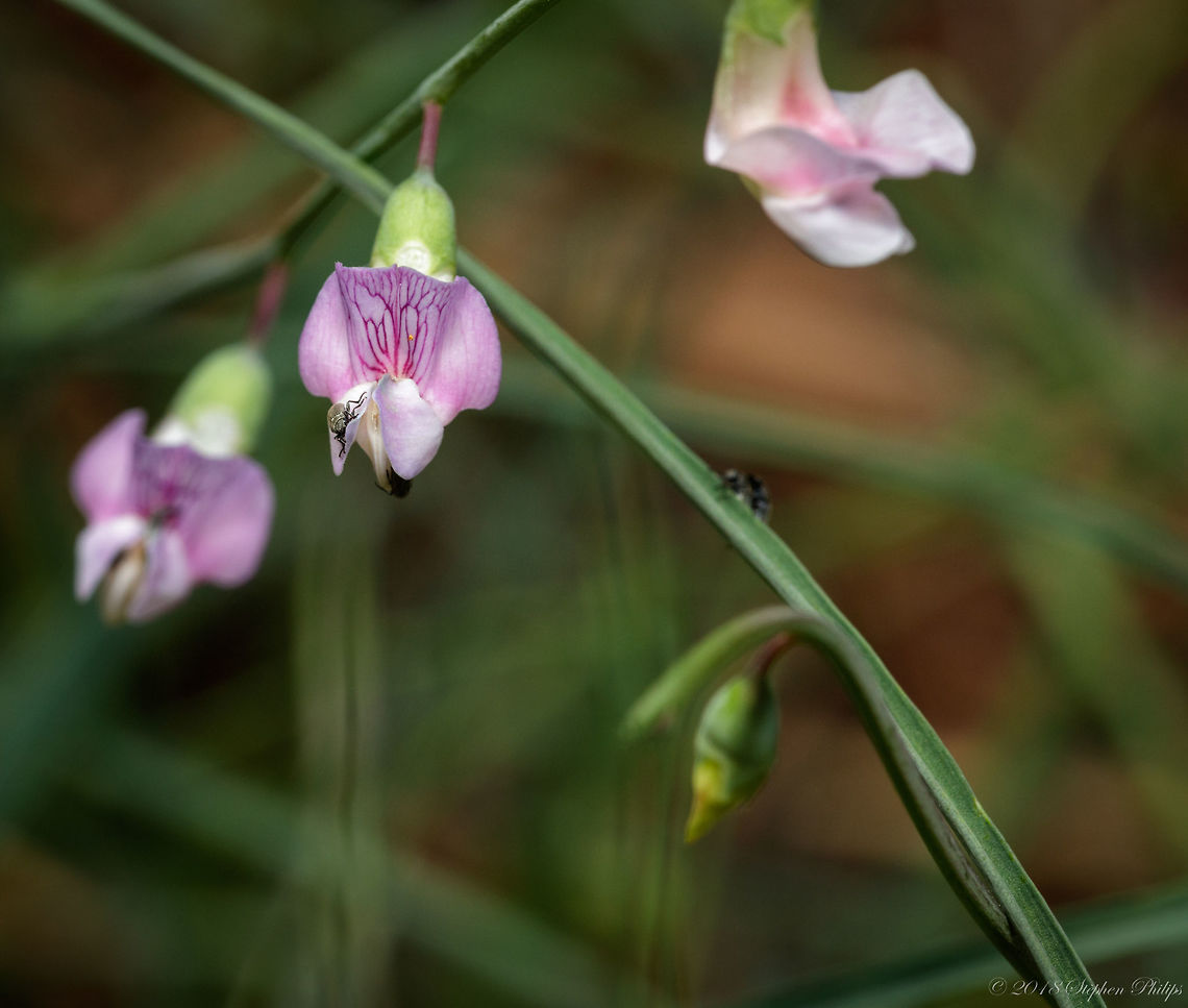 Pea or Bean? Unfortunately this is my only shot of this one so I don't have much to go on for ID. Geotagged,Summer,United States