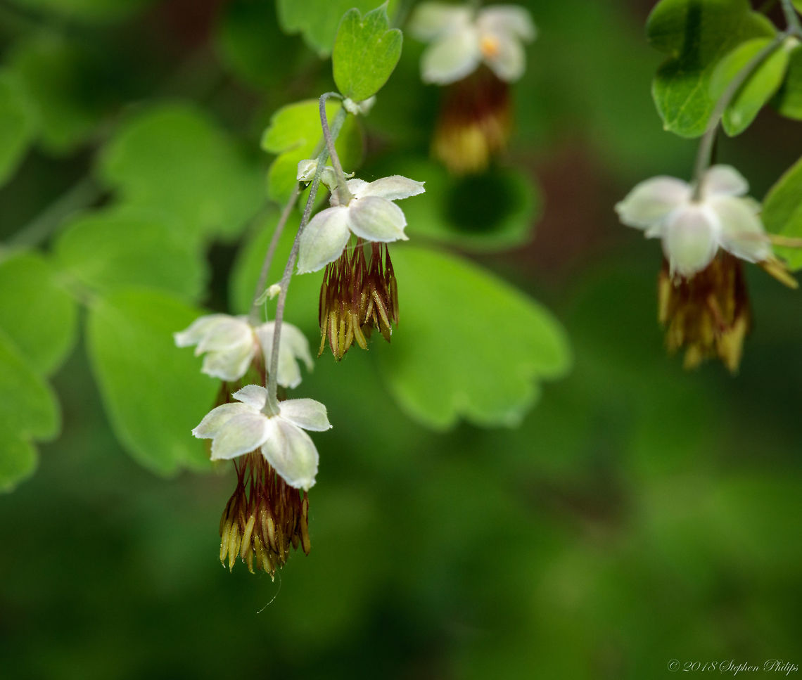 Lisa's "Fendler's Rue" This plant is Fendler&#039;s meadow-rue (Thalictrum fendleri), specifically, the male version. This plant is dioecious. The flowers of the female version of Fendler&#039;s meadow-rue aren&#039;t as stricking. (notes from: Marty Horowitz) Geotagged,Summer,Thalictrum fendleri,United States
