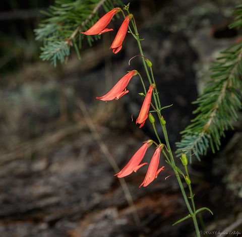 Golden-beard penstemon