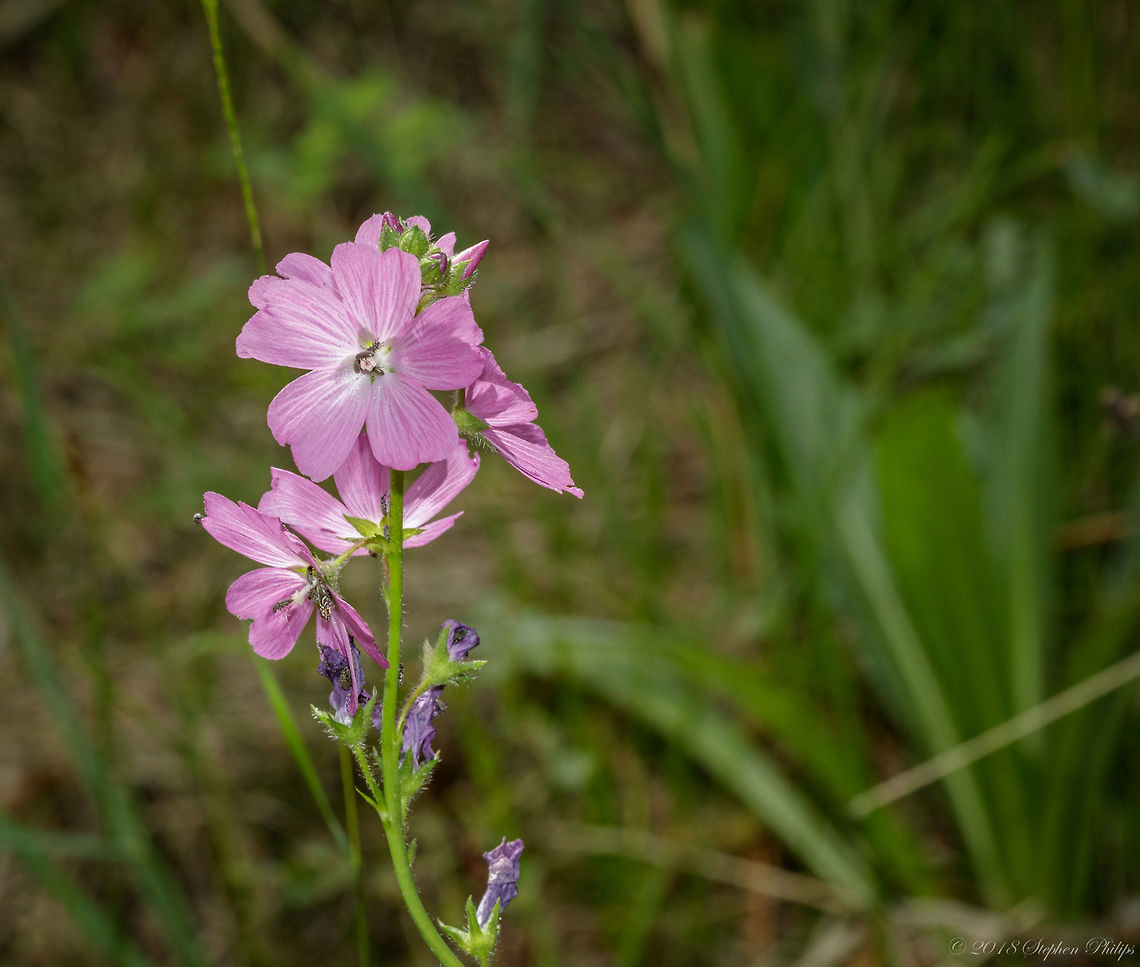 Mellow Mallow High desert mountain wildflower located at about 2500m Geotagged,Sidalcea neomexicana,Summer,United States