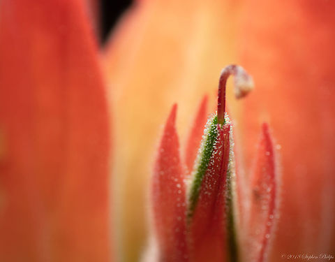 flagstaff_flora-8  Geotagged,Summer,United States