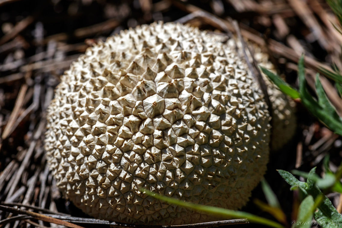 Puffball Thanks for the heads up on the species. I knew it was a fungi but had not researched it until Christine&rsquo;s comments.  Calvatia booniana,Geotagged,Summer,United States,Western giant puffball