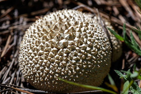 Puffball Thanks for the heads up on the species. I knew it was a fungi but had not researched it until Christine&rsquo;s comments.  Calvatia booniana,Geotagged,Summer,United States,Western giant puffball