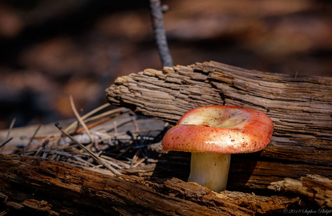 Russula  Geotagged,Russula rosea,Summer,United States,russula rosea