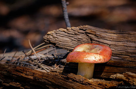 Russula  Geotagged,Russula rosea,Summer,United States,russula rosea