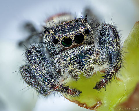 Redo first pentax lens macro shot  Geotagged,Phidippus johnsoni,Red-backed jumping spider,Summer,United States