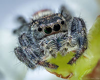 Redo first pentax lens macro shot  Geotagged,Phidippus johnsoni,Red-backed jumping spider,Summer,United States