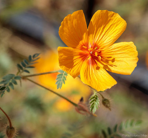 Arizona Poppy Wild common poppy in Arizona. Geotagged,Kallstroemia grandiflora,Summer,United States