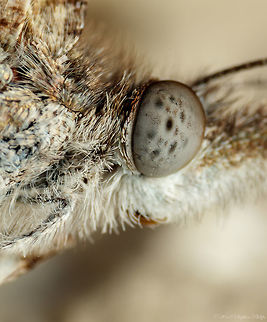 Eye of the Snout Reverse lens pentax 28mm of the eye of a snout butterfly. American snout butterfly,Geotagged,Libytheana carinenta,Summer,United States